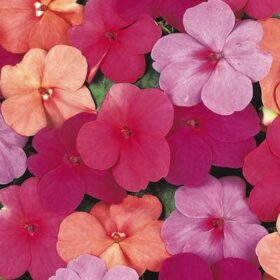 Impatiens Super Elfin Paradise Mix F1 Seed A20222448