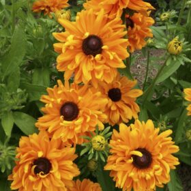Rudbeckia Black Eyed Susa Goldilocks Organic Seed A20222696