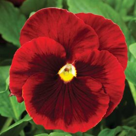 Pansy Delta Premium Red Blotch F1 Seed A20222618