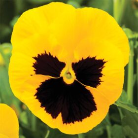 Pansy Delta Premium Yellow Blotch F1 Seed A20222608