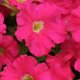 Petunia Dreams Neon Rose F1 Seed A20222650