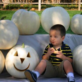 Pumpkin New Moon F1 Seed A20221980