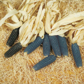 Ornamental Corn Mini Blue Popcorn Seed A20221181