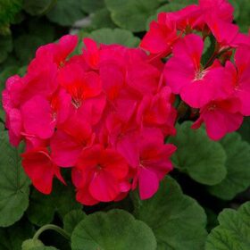 Geranium Maverick Violet F1 Seed A20222382