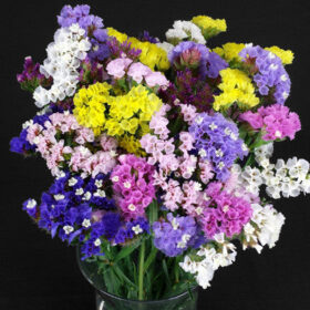 Statice QIS Mix Seed A20222754