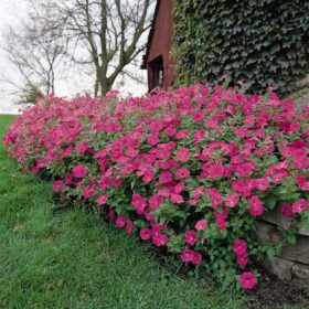 Petunia Tidal Wave Hot Pink F1 Seed A20223014