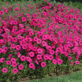 Petunia Tidal Wave Purple F1 Seed A20223015