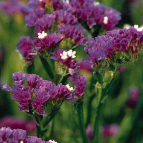 Statice QIS Dark Blue Seed A20222753