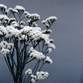 Statice QIS White Seed A20222757