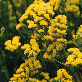 Statice QIS Yellow Seed A20222758