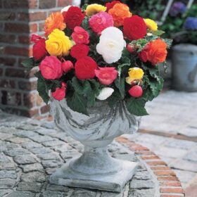 Begonia Nonstop Mix F1 Seed A20222202