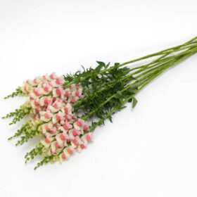 Snapdragon Potomac Appleblossom F1 Seed A20222737