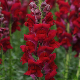 Snapdragon Potomac Red F1 Seed A20222741