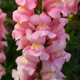 Snapdragon Rocket Pink F1 Seed A20222744