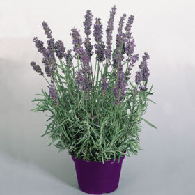 Lavender Hidcote Blue Seed A20222496