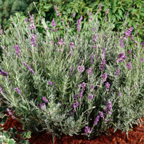 Lavender Munstead Seed A20222498