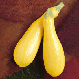 Squash Lioness F1 Seed A20222029