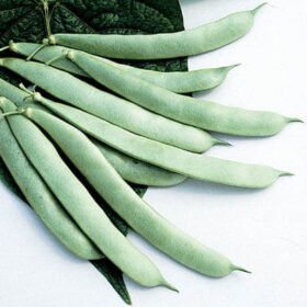 Bean Roma II Seed for Sale A20221031