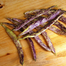 Bean Dragon Tongue Seed A20221038