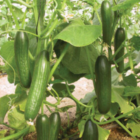 Cucumber Manny F1 Seed A20221249