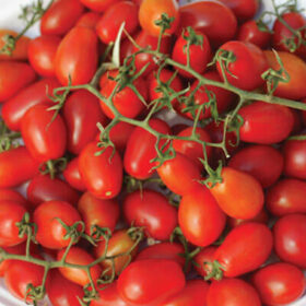 Tomato Smarty F1 Seed A20222102