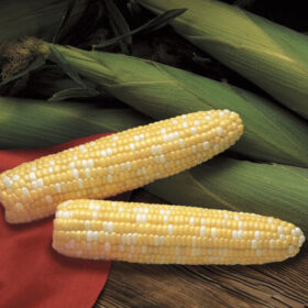 Sweet Corn Primus F1 Seed A20221866