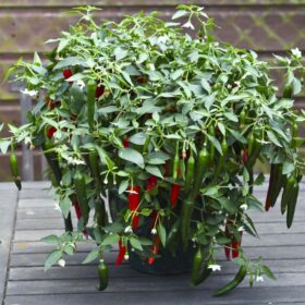 Pepper Cayennetta F1 Seed A20221589