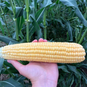 Sweet Corn Illini Xtra-Sweet F1 Seed A20221886
