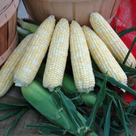 Sweet Corn Sparkler F1 Seed A20221876