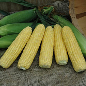 Sweet Corn XTH1273 F1 Seed A20221885