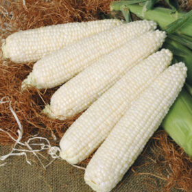 Sweet Corn Mattapoisett F1 Seed A20221856