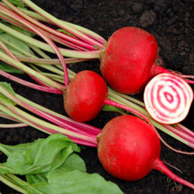 Beet Chioggia Guardsmark Organic Seed A20221045