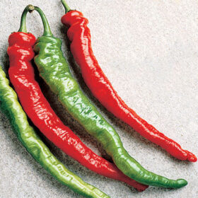 Pepper Mesilla F1 Seed A20221914