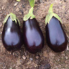 Eggplant Traviata F1 Organic Seed A20221266