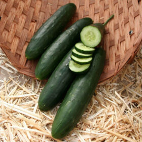 Cucumber Paraiso F1 Organic Seed A20221230