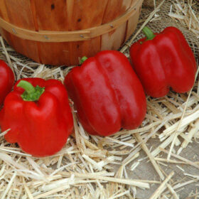 Pepper Sprinter F1 Organic Seed A20221934