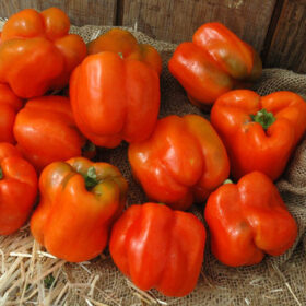 Pepper Torero F1 Seed A20221953