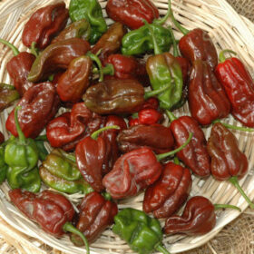 Pepper Chocolate Habanero Seed A20221591