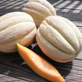 Melon Solstice F1 Seed A20221472