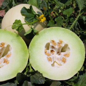 Melon Dream Dew F1 Seed A20221461