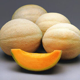 Melon Athena F1 Seed A20221456