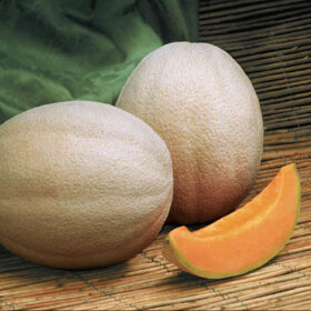 Melon Aphrodite F1 Seed A20221454