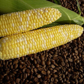Sweet Corn Cuppa Joe F1 Seed A20221146