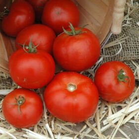 Tomato Arbason F1 Organic Seed A20221810