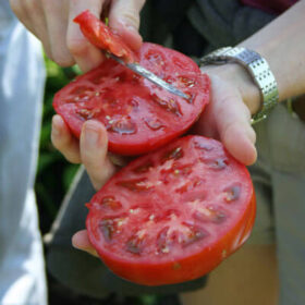 Tomato Caiman F1 Seed A20221782