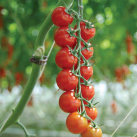 Tomato Sakura F1 Organic Seed A20222097