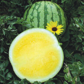 Watermelon Yellow Buttercup F1 Seed A20221844