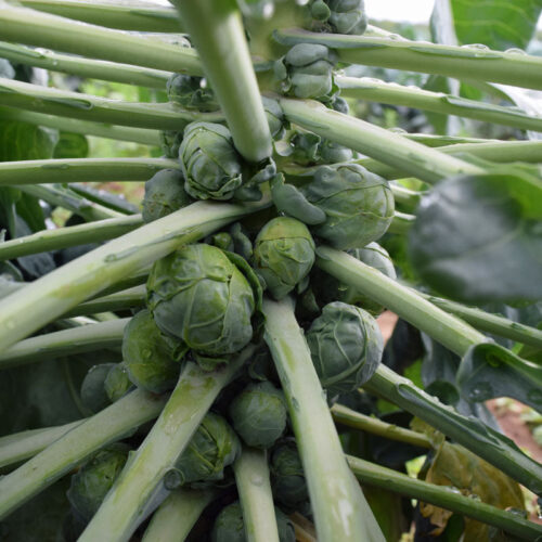 Brussels Sprouts Jade Cross F1 Seed A20221066