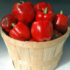 Pepper Currier F1 Seed A20221594