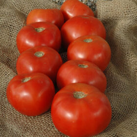 Tomato Mountain Majesty F1 Seed A20222074